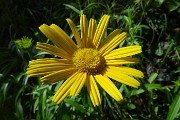 75 Doronico dei macereti (Doronicum grandiflorum)